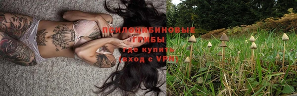 гашик Алексин